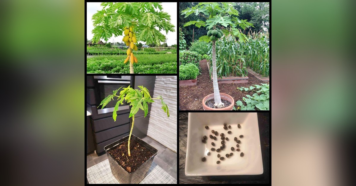 Papaya magok eladók + AJÁNDÉKOT is kapsz melléjük!