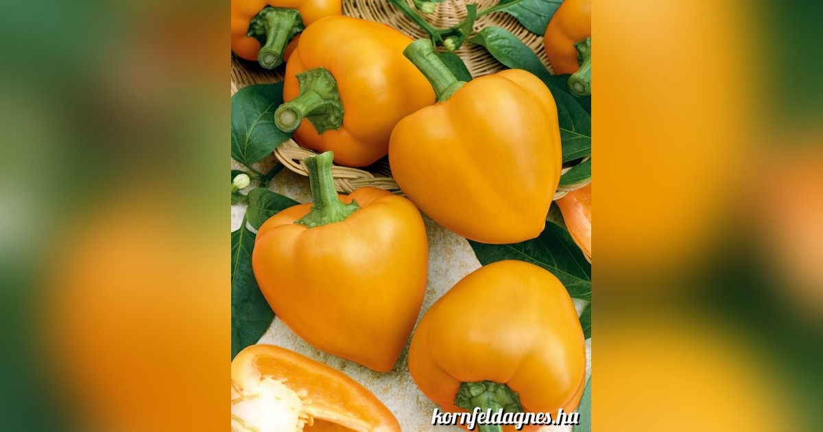 Paprika &#039;afrodita&#039; magok eladók + AJÁNDÉK