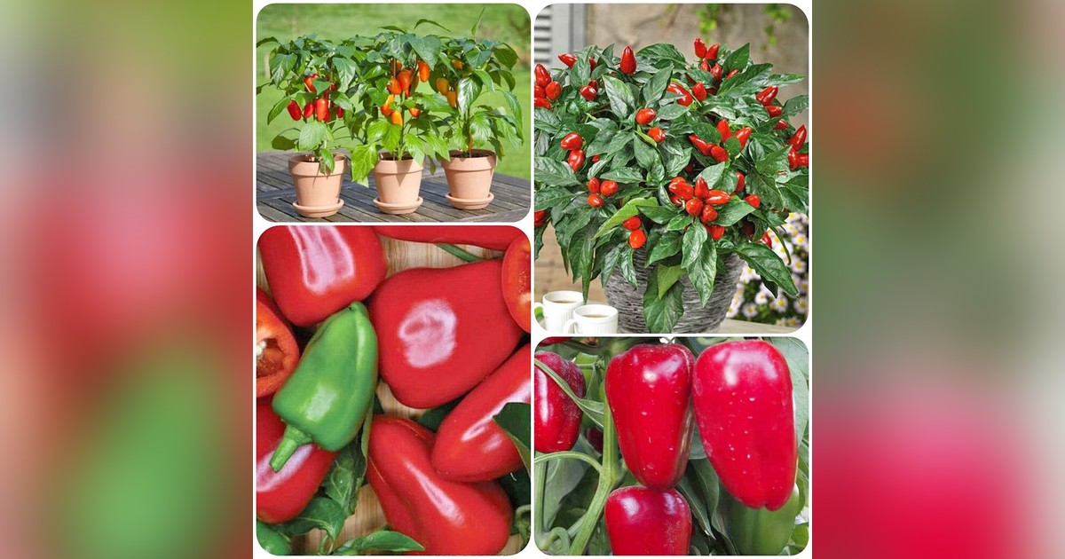 Paprika mini &#039;Rela&#039; magok eladók + AJÁNDÉK