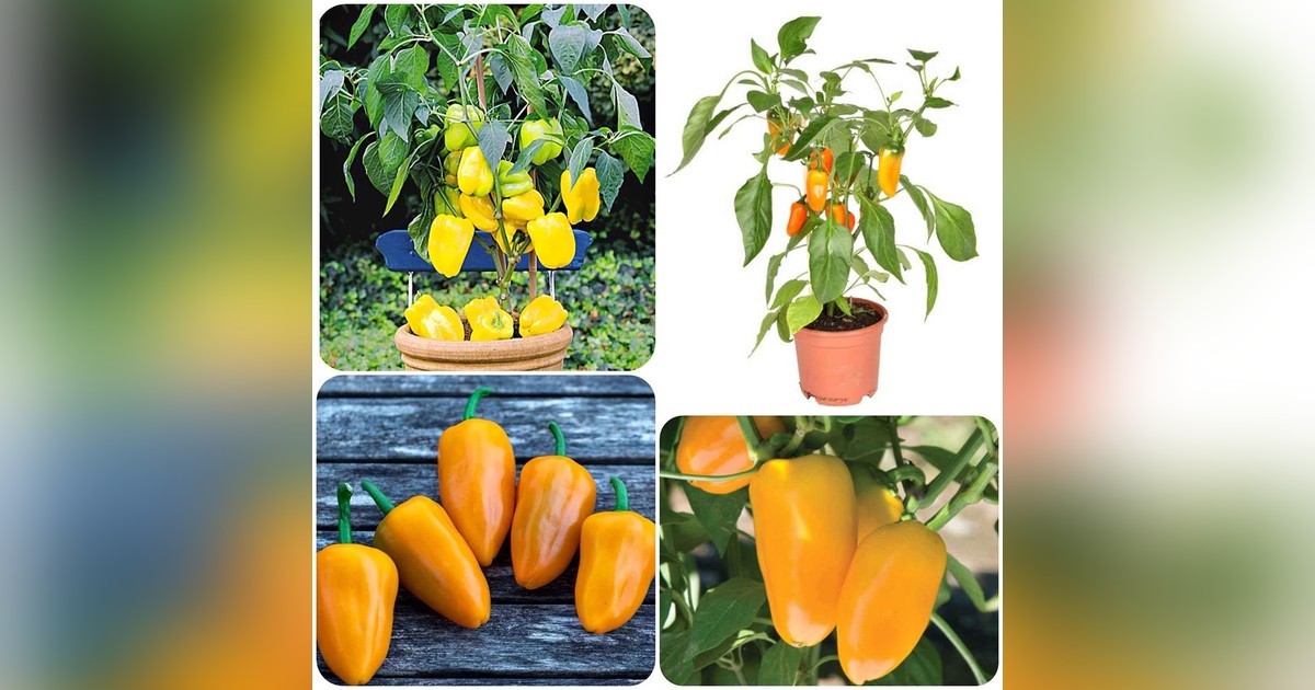 Paprika mini 'Yala' magok eladók + AJÁNDÉK