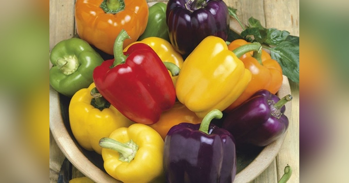 Paprika színkeverék 'Rainbow mix' magok eladók + AJÁNDÉK
