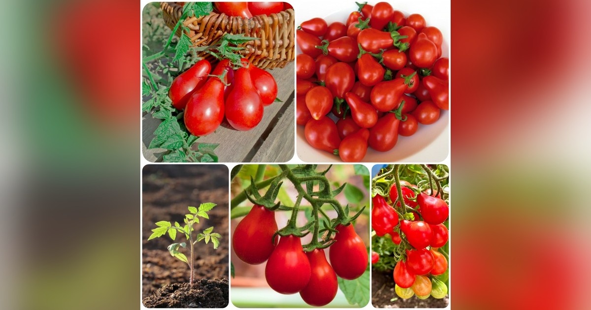 Paradicsom különlegesség! 'Red Pear' paradicsom magok eladók + AJÁNDÉK