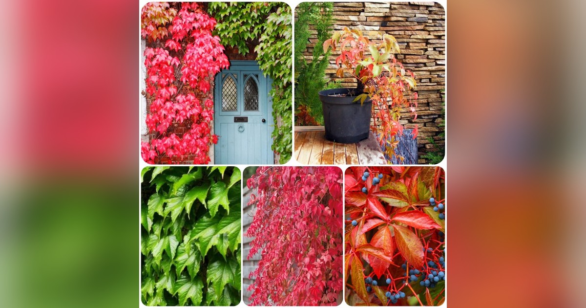 Parthenocissus inserta (vadszőlő) magok eladók + AJÁNDÉK