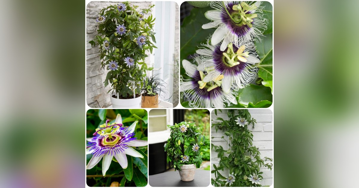 Passiflora caerulea (golgotavirág) magok eladók + AJÁNDÉK