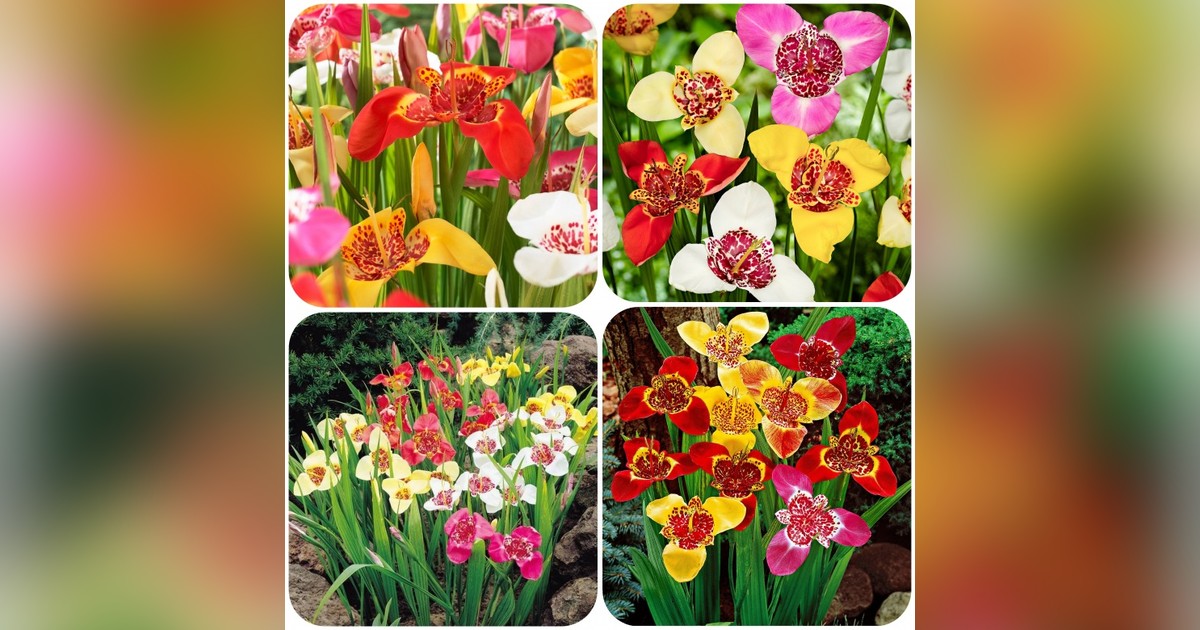 Pávaliliom mix hagymák eladók + AJÁNDÉK