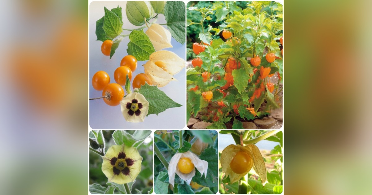 Perui földicseresznye (physalis peruviana) magok eladók + AJÁNDÉK