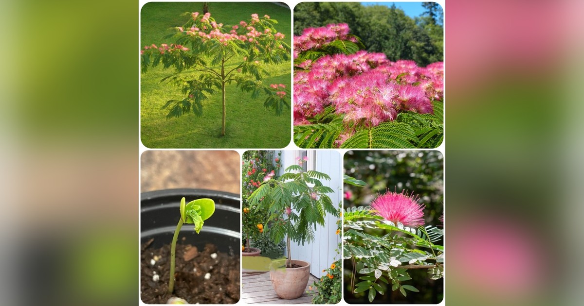 Perzsa selyemakác magok eladók + AJÁNDÉK