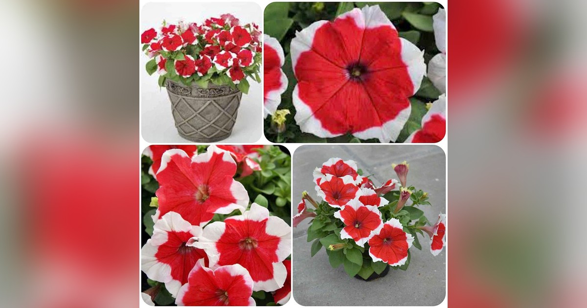 Petunia Grandiflora 'red picotee' magok eladók + AJÁNDÉK