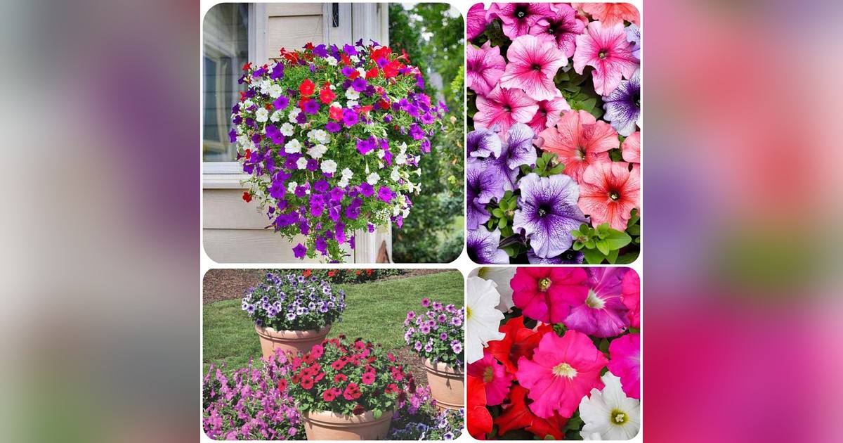 Petunia multiflora mix magok eladók + AJÁNDÉK