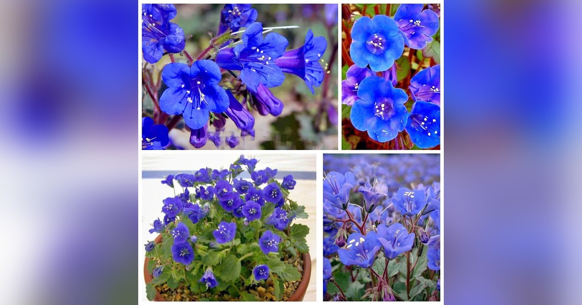 Phacelia Campanularia magok eladók + AJÁNDÉK
