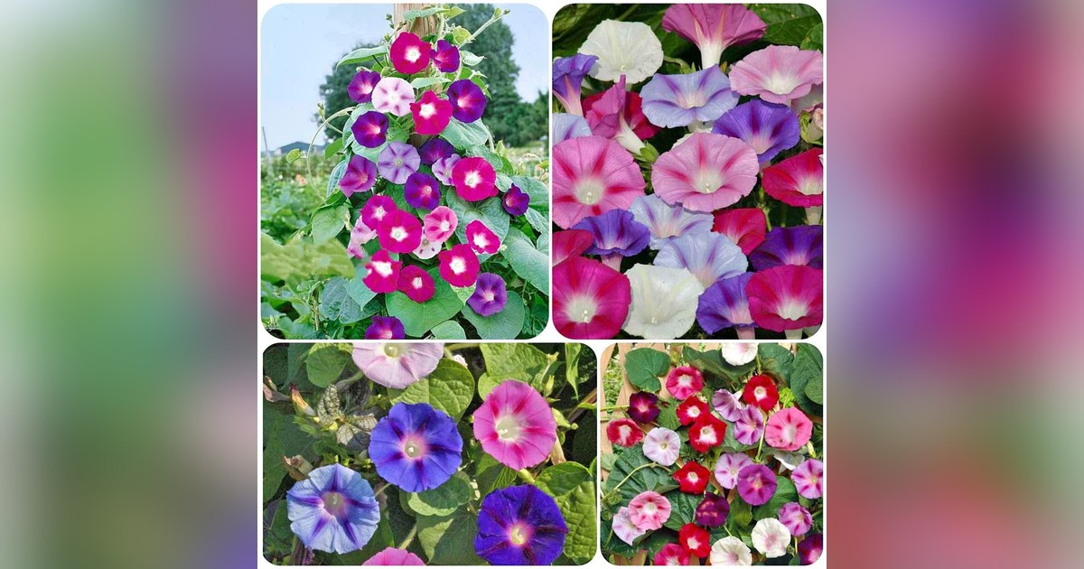 Pharbitis Purpurea Mix magok eladók + AJÁNDÉK