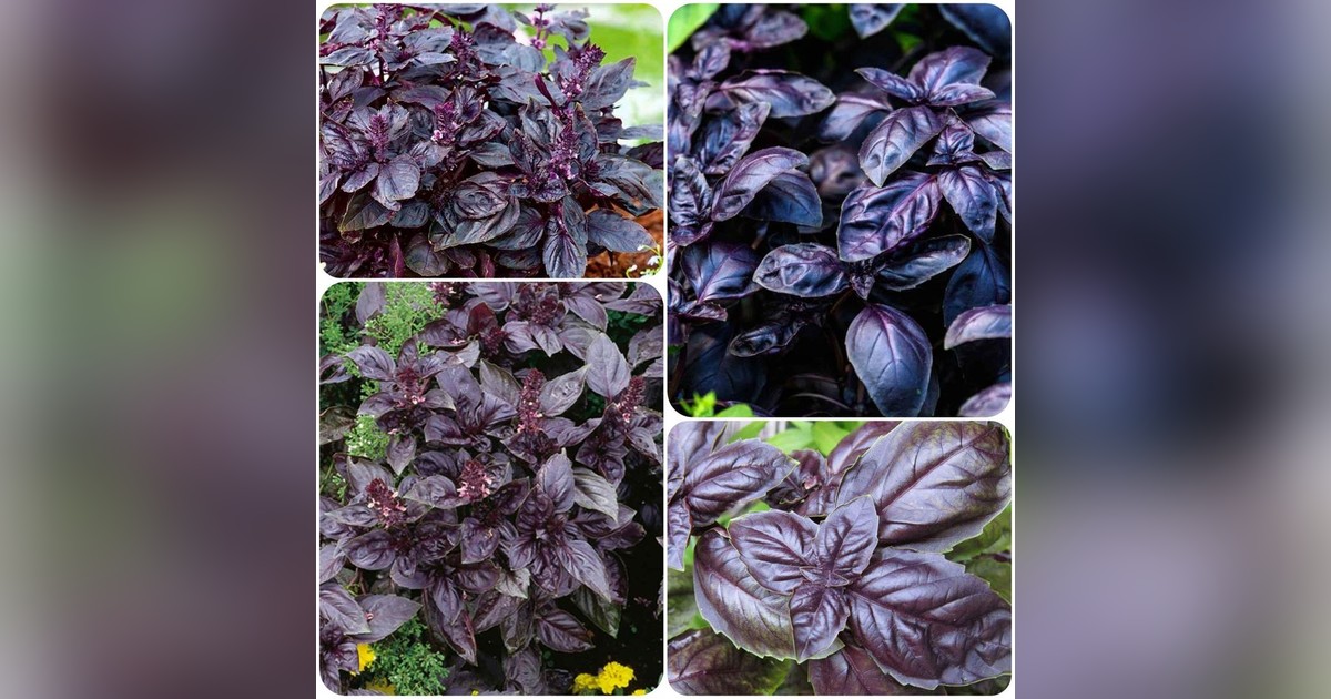 Piros levelű kerti bazsalikom magok eladók + AJÁNDÉK