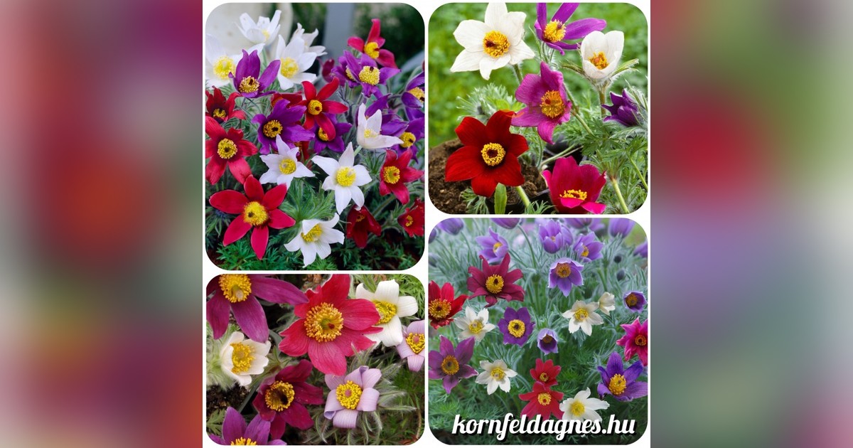 Pulsatilla vulgaris mix magok eladók + AJÁNDÉK