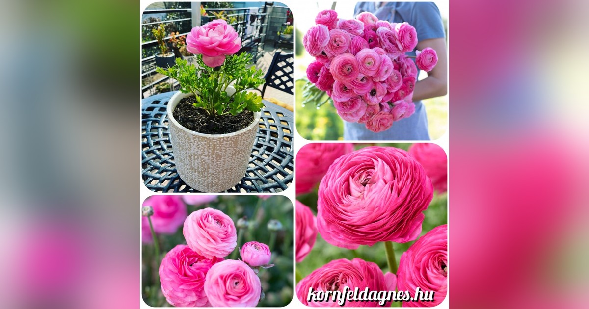 Ranunculus 'pink' hagymák eladók + AJÁNDÉK