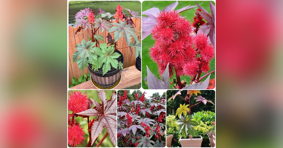 Ricinus (ricinus communis) magok eladók + AJÁNDÉKOT is kapsz melléjük