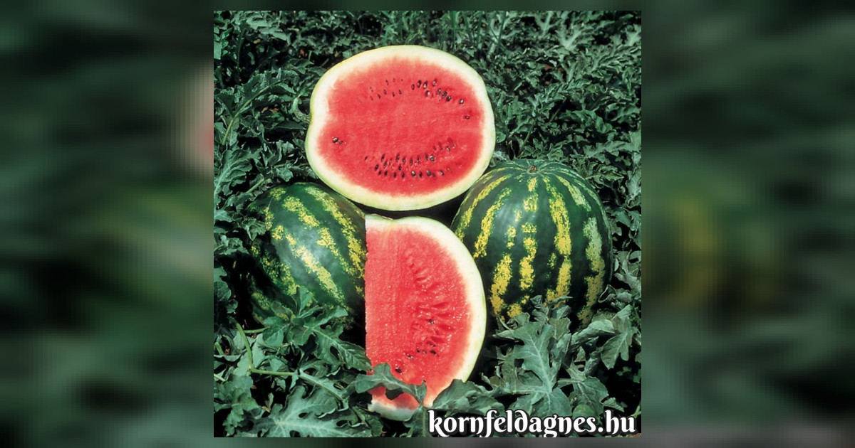 Crimson sweet dinnye magok eladók + AJÁNDÉK