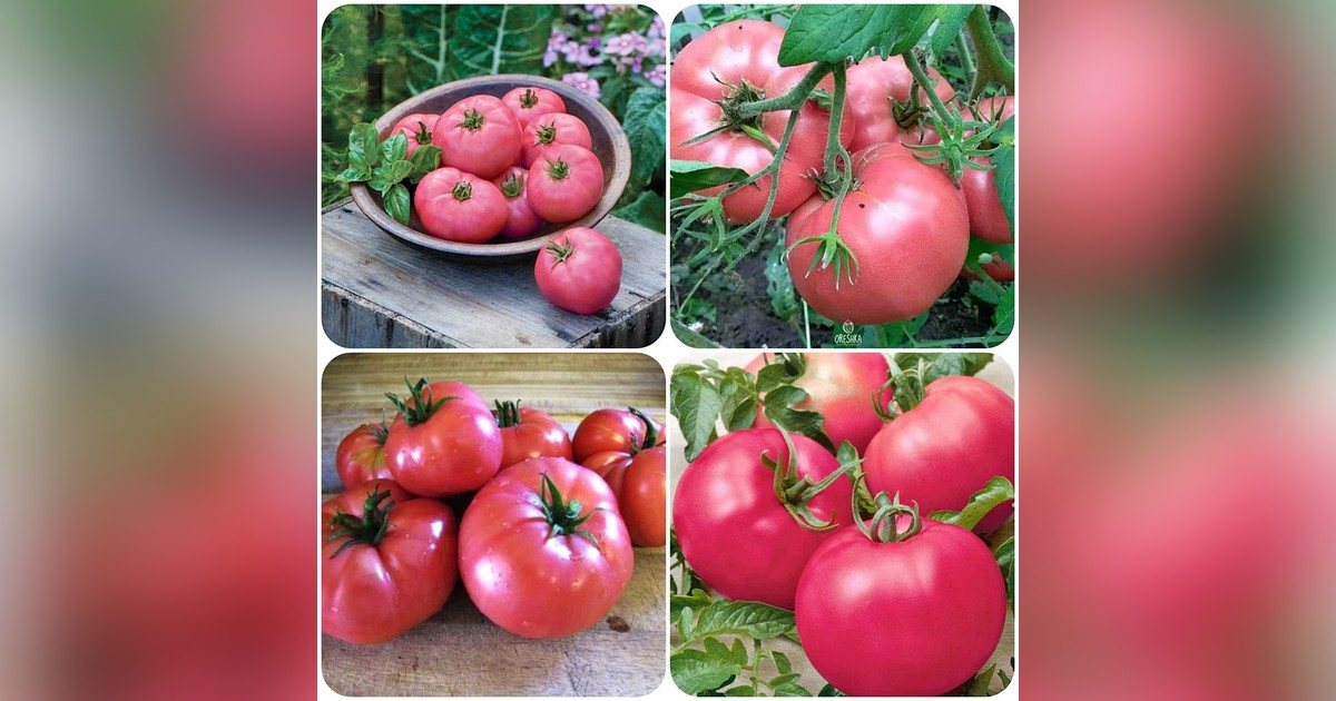 Rózsaszín paradicsom (Roselady) magok eladók + AJÁNDÉK