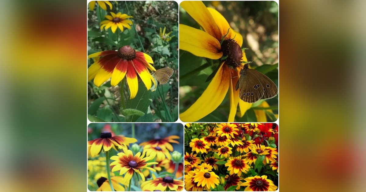 Rudbeckia hirta 'autumn forest' magok eladók + AJÁNDÉK