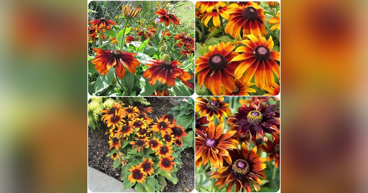 Rudbeckia hirta 'autumn pine' magok eladók + AJÁNDÉK