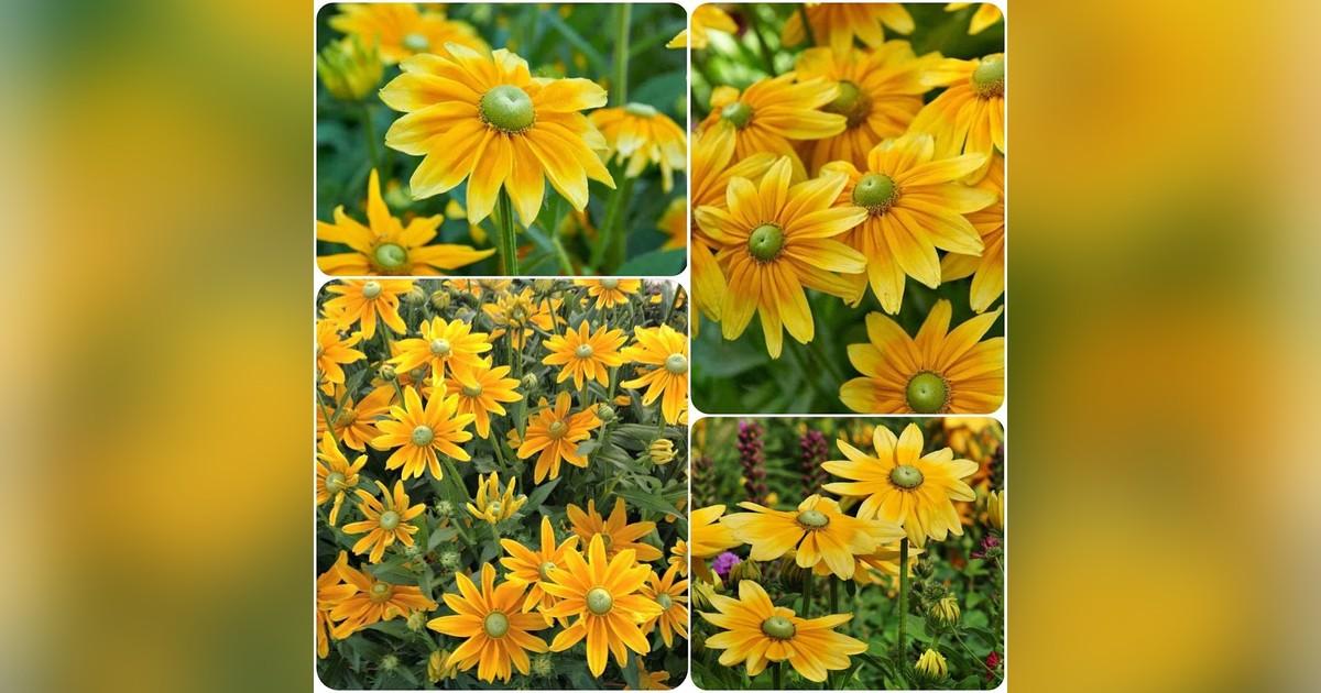 Rudbeckia hirta 'green eyes' magok eladók + AJÁNDÉK