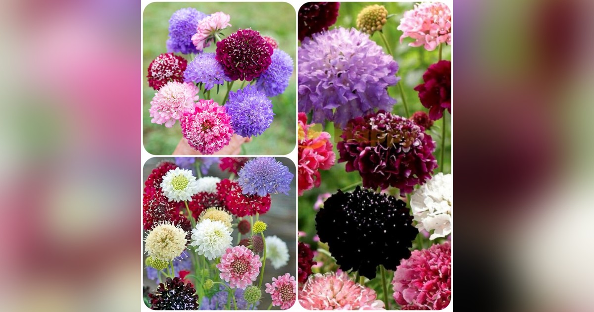 Scabiosa antropurpurea mix magok eladók + AJÁNDÉK