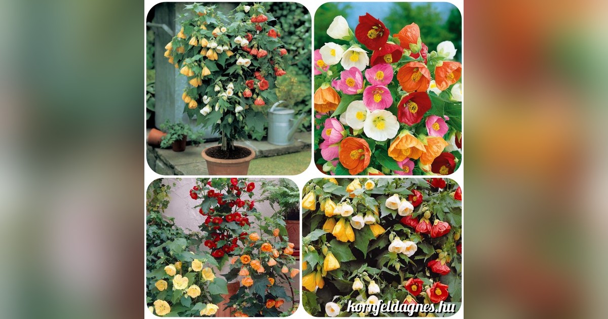 Selyemmályva mix magok eladók + AJÁNDÉK