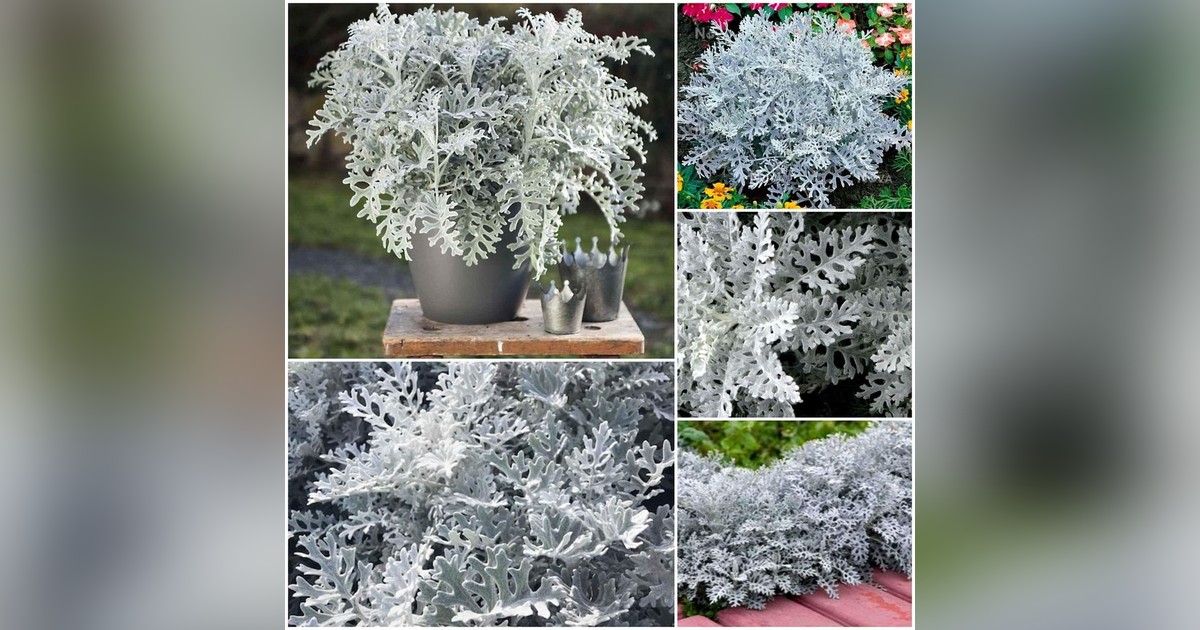 Senecio cineraria magok eladók + AJÁNDÉK