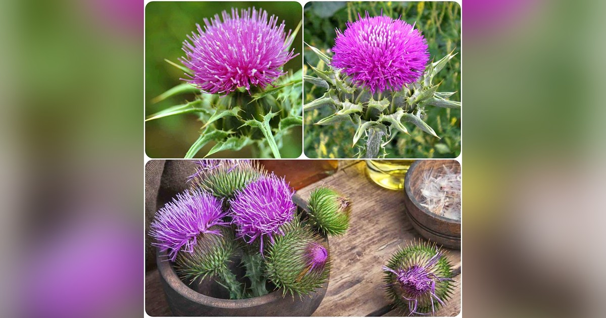 Silybum marianum (máriatövis) magok eladók + AJÁNDÉK