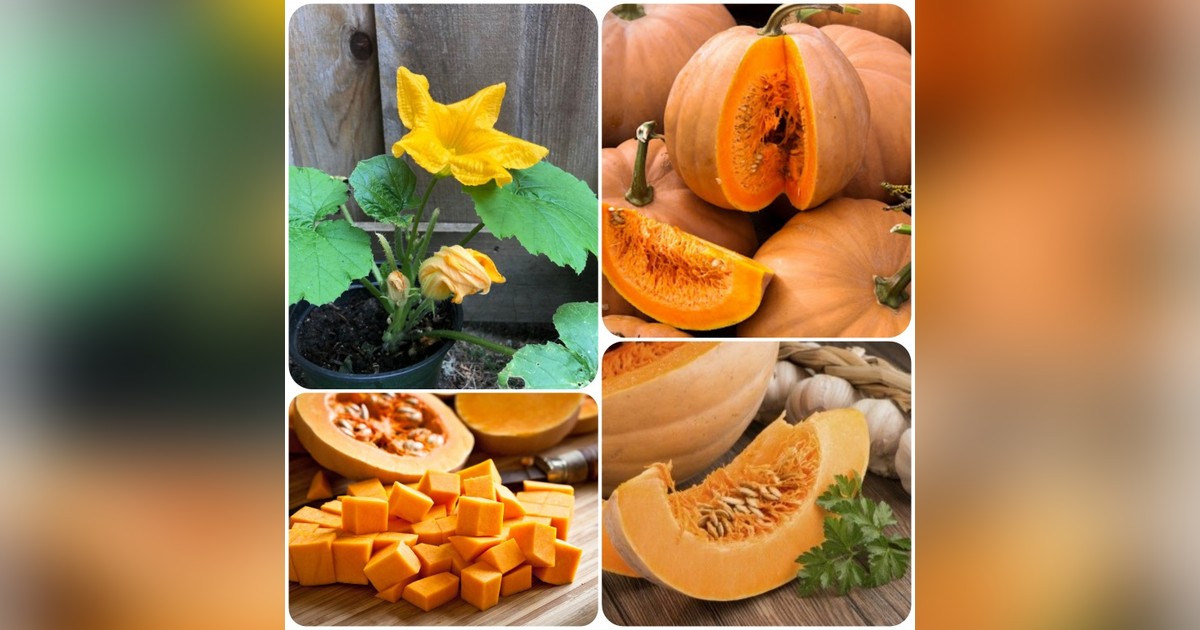 Spanyol sütőtök 'Ibiza' magok eladók + AJÁNDÉK