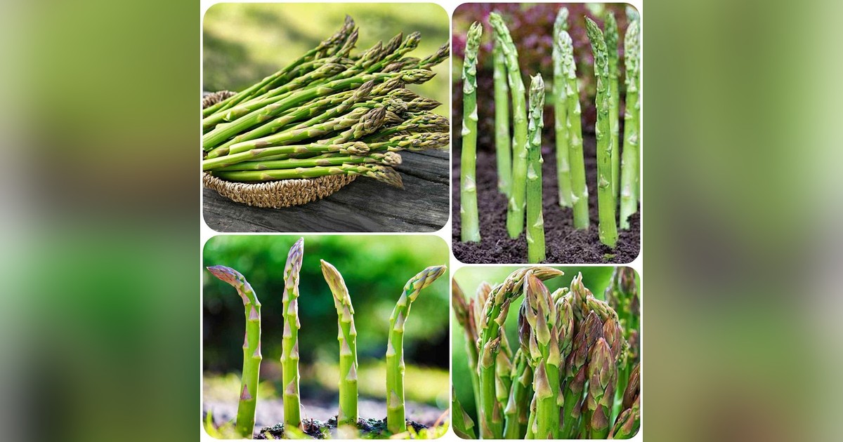 Spárga 'Mary Washington' magok eladók + AJÁNDÉK