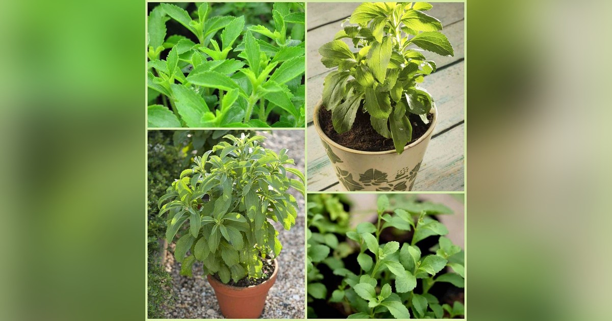 Stevia magok eladók + AJÁNDÉK
