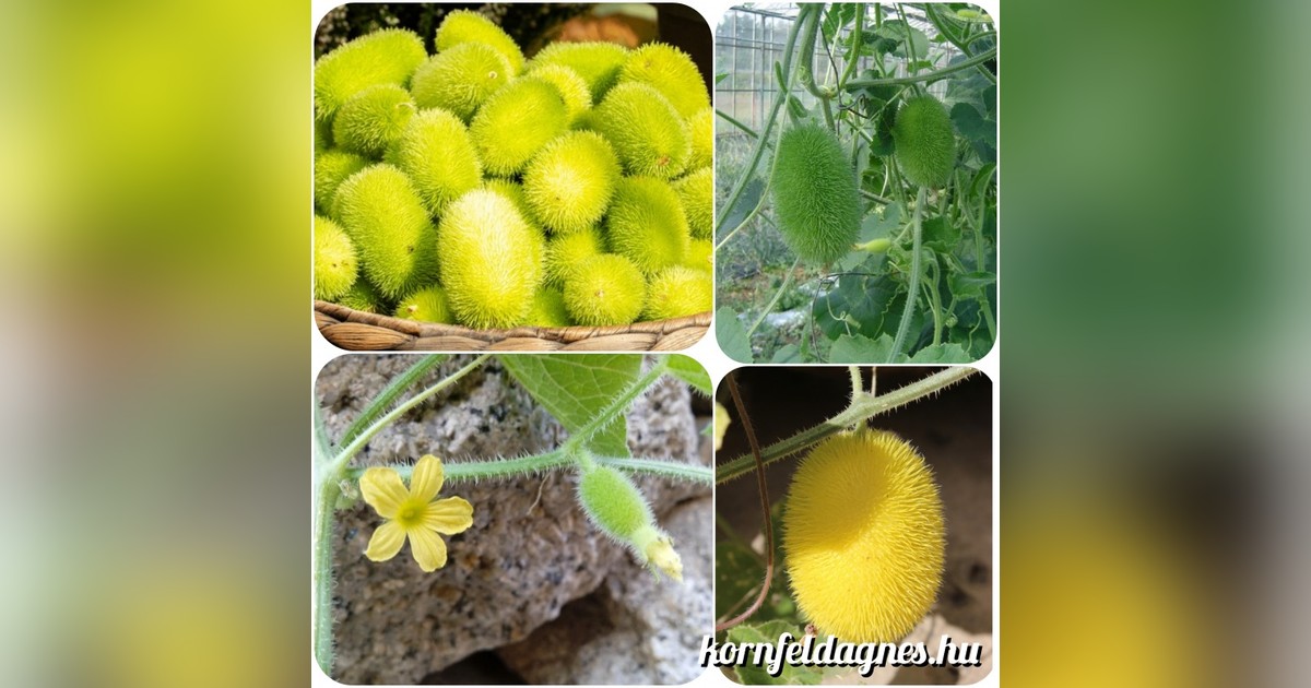 Sündisznóuborka (Cucumis dipsaceus) magok eladók + AJÁNDÉK