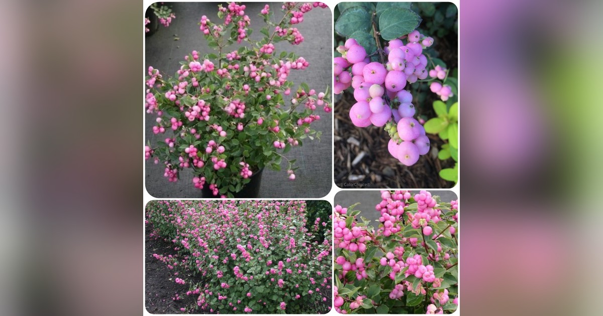 Symphoricarpos x doorenbosii 'magic berry'magok eladók + AJÁNDÉK