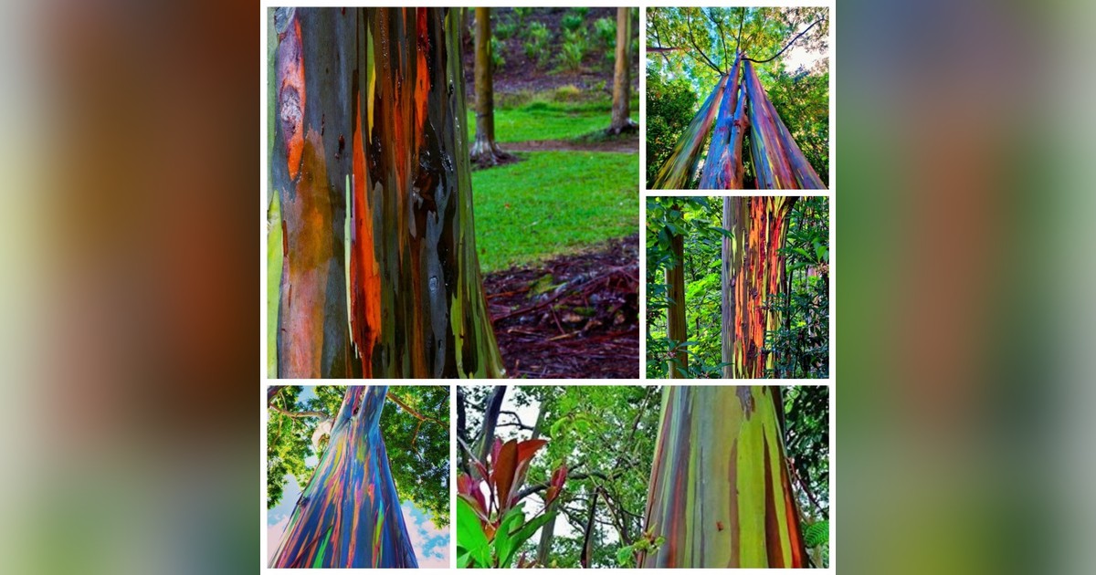 Szivárvány eukaliptusz magok eladók + AJÁNDÉKOT!