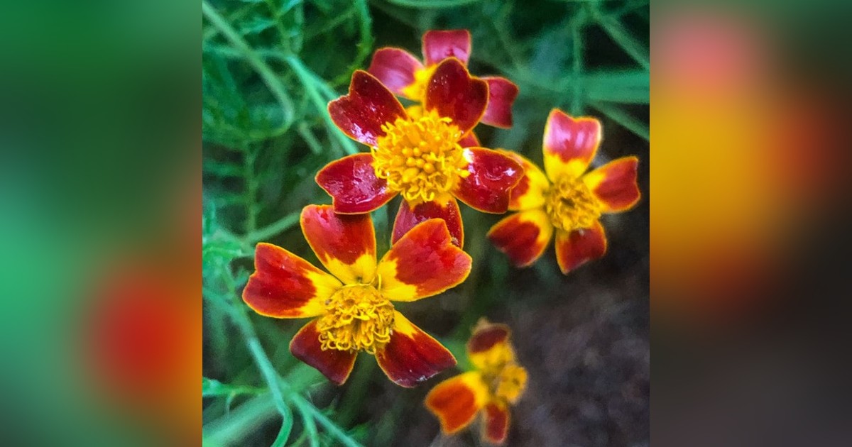 Tagetes tenuifolia &#039;red gem&#039; magok eladók + AJÁNDÉK