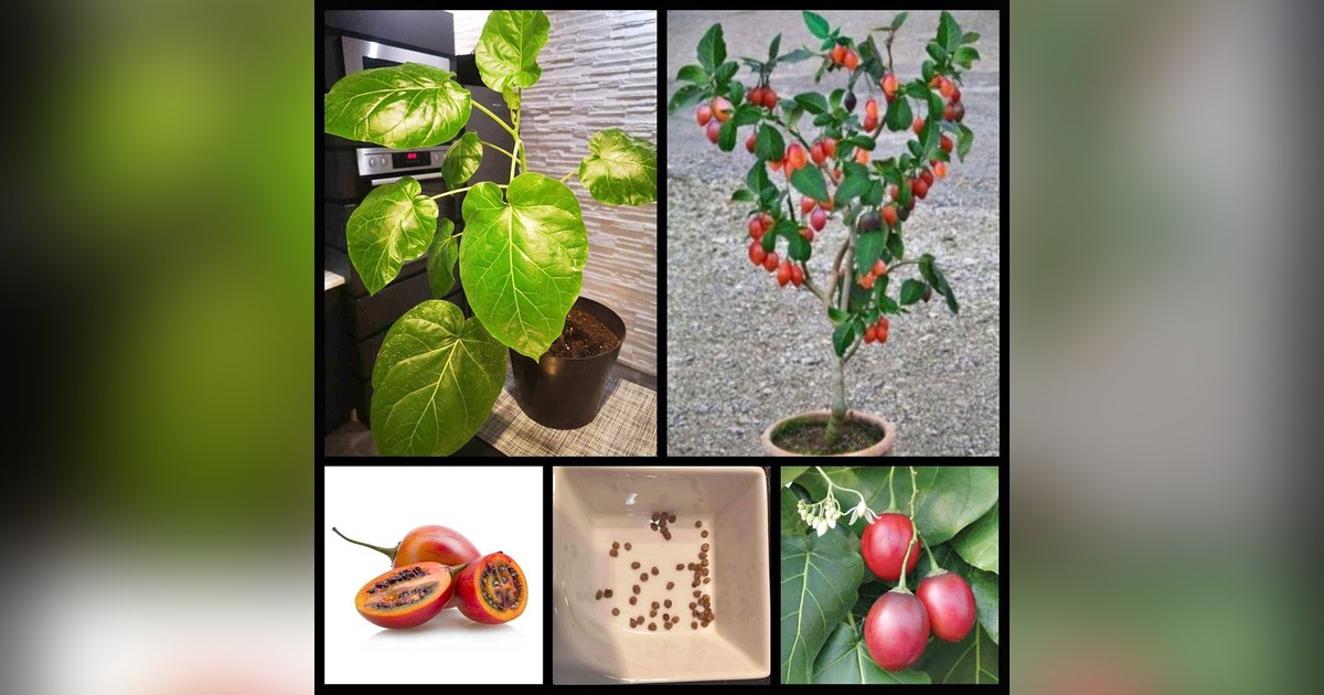 Tamarillo (trópusi paradicsomfa) magok eladók + AJÁNDÉK