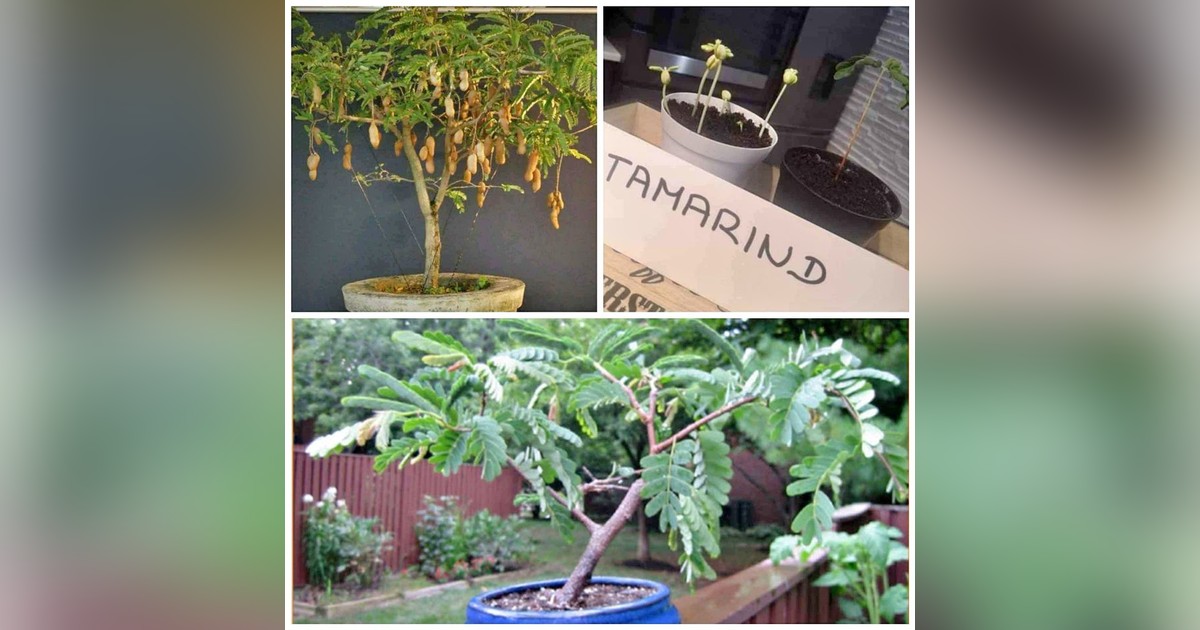 Tamarindus indica magok eladók + AJÁNDÉK