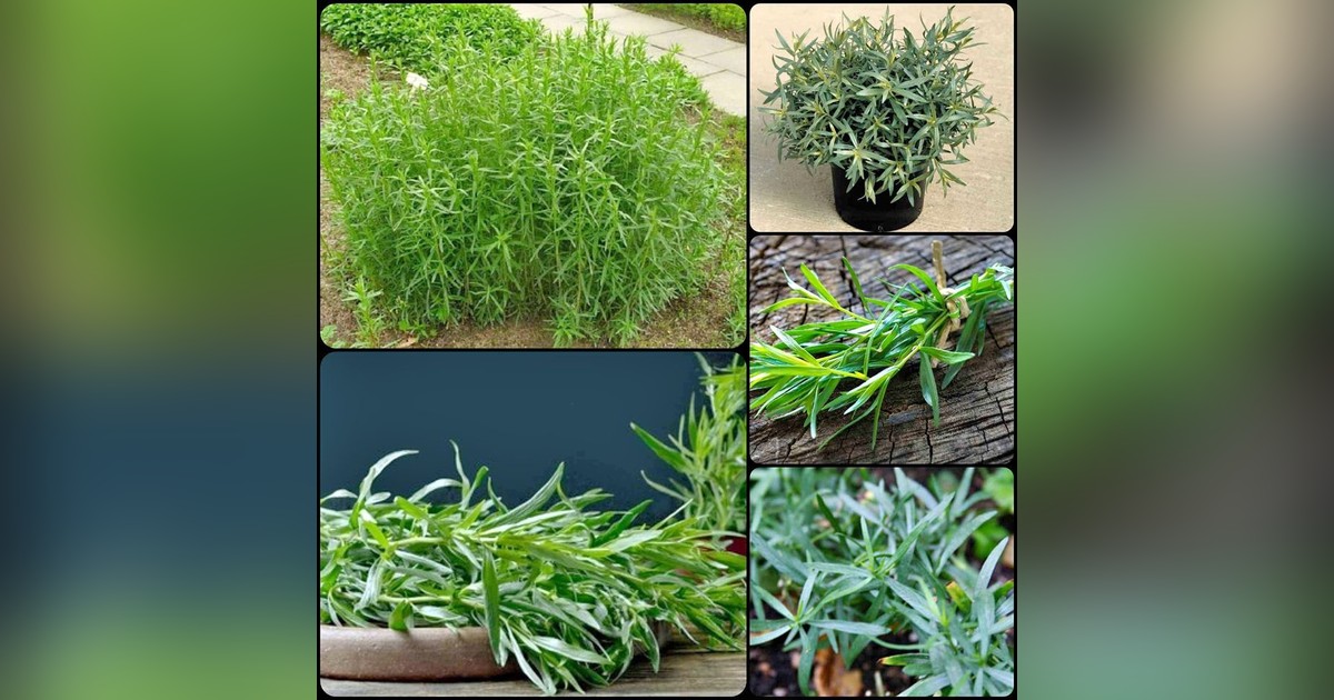 Tárkony (artemisia dracunculus) magok eladók + AJÁNDÉK