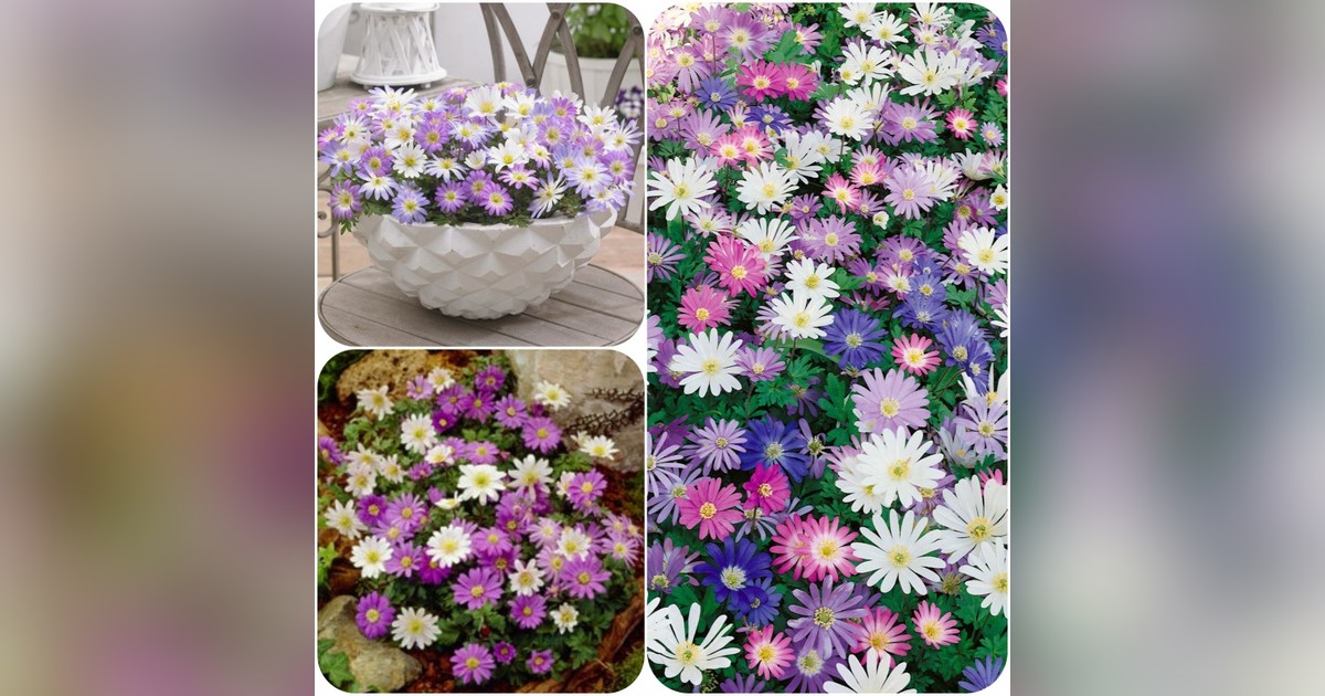 Télálló balkáni szellőrózsa mix hagymák eladók + AJÁNDÉK