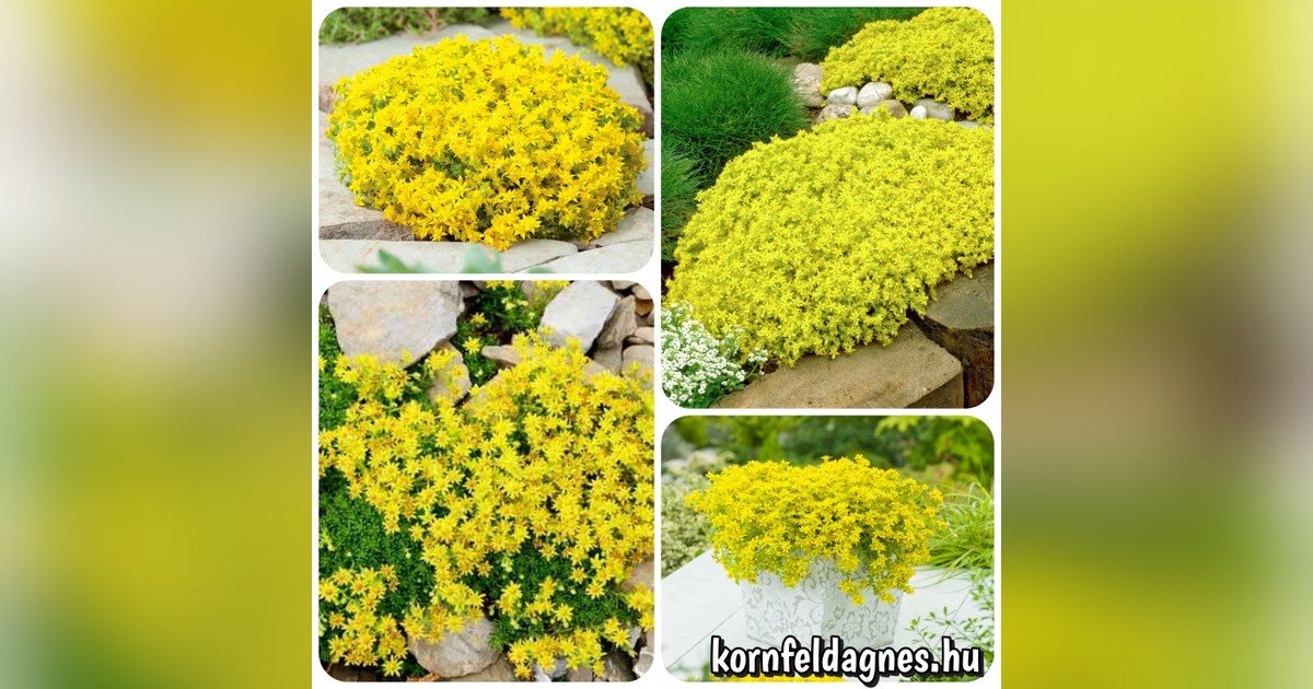 Télálló évelő Sedum acre magok eladók + AJÁNDÉK