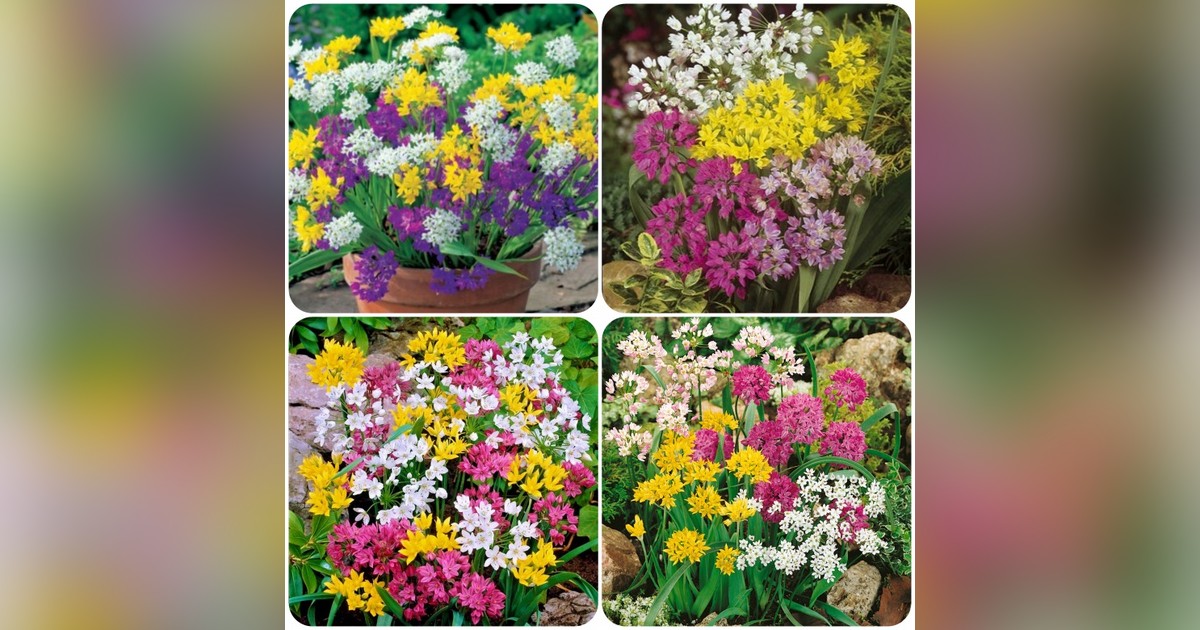 Télálló sziklakerti díszhagyma mix eladó + AJÁNDÉK