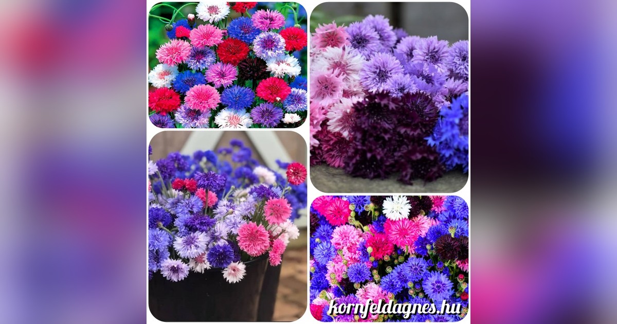 Törpe búzavirág mix "polka dot mix" magok eladók + AJÁNDÉK