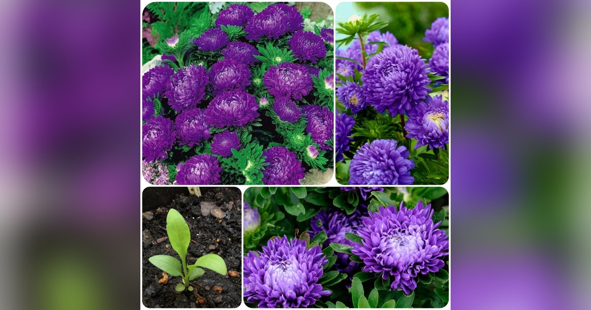 Törpe callistephus chinensis &#039;milady lilac&#039; magok eladók + AJÁNDÉK