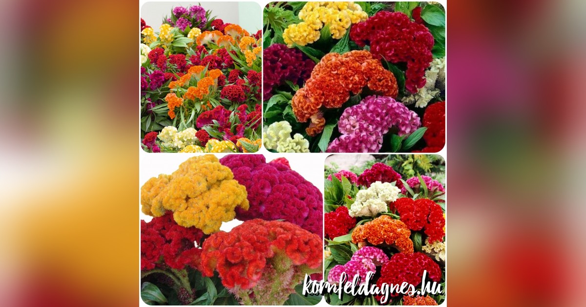 Törpe Celosia argentea cristata mix magok eladók + AJÁNDÉK