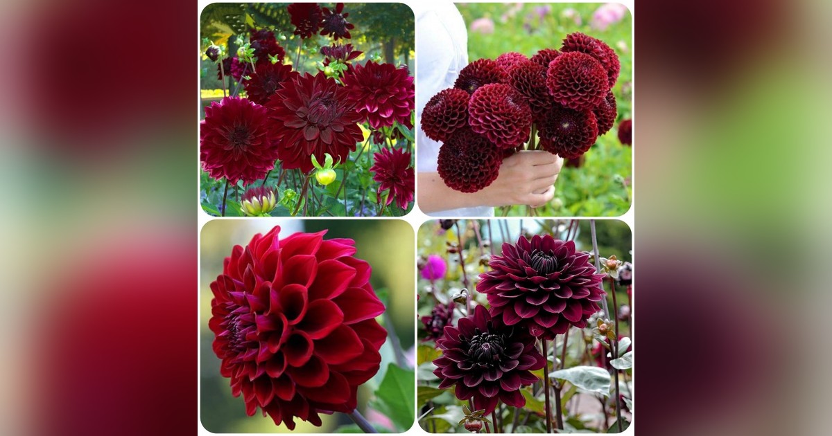 Törpe Dahlia pinnata &#039;Bloody Mary&#039; magok eladók + AJÁNDÉK