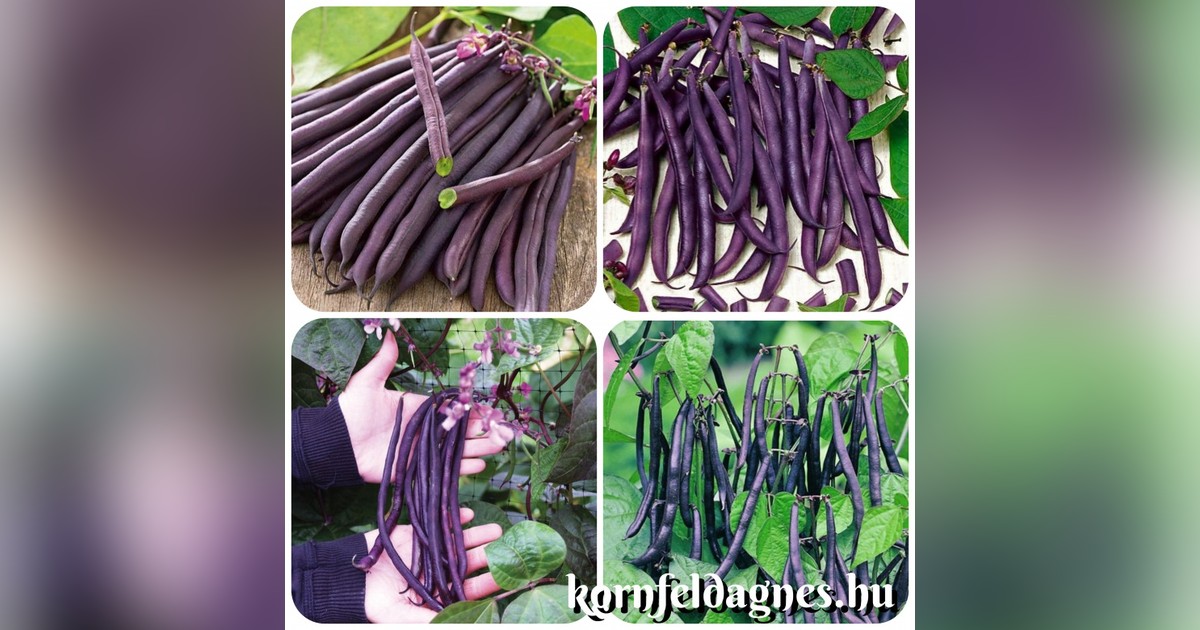 Törpe lila bokorbab 'amethyst' magok eladók + AJÁNDÉK