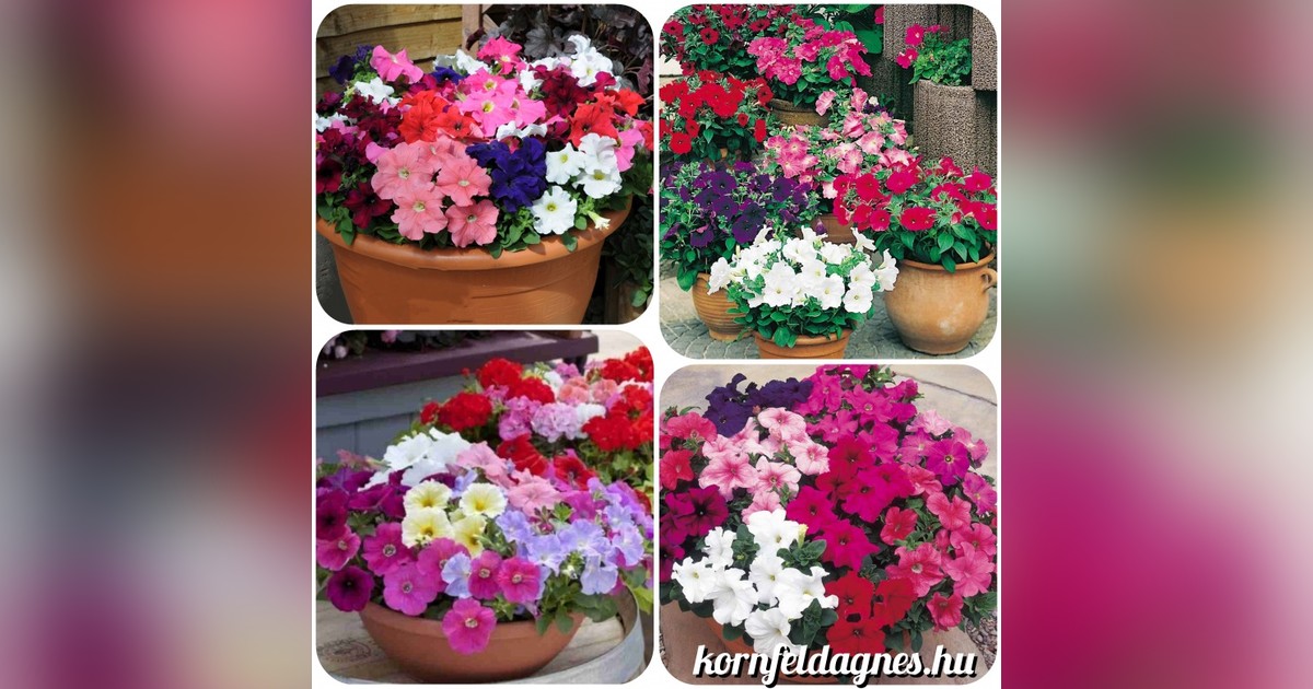 Törpe nagyvirágú petúnia mix magok eladók + AJÁNDÉK