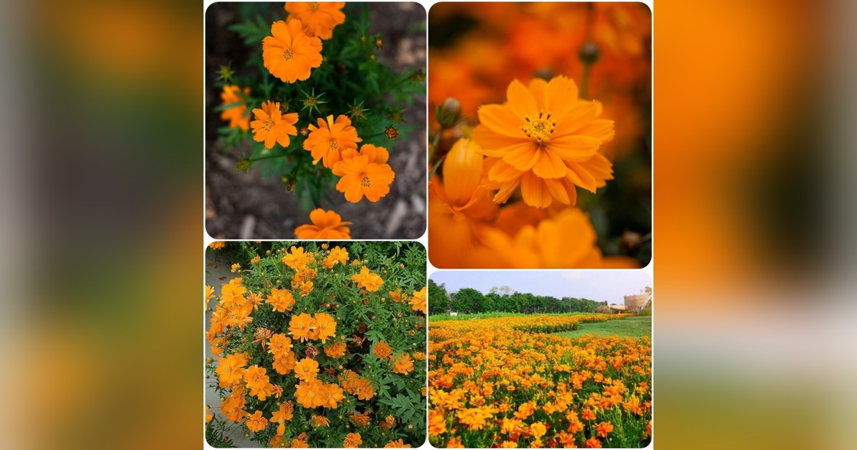 Törpe narancssárga pillangóvirág magok eladók + AJÁNDÉK