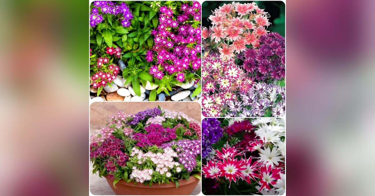 Törpe Phlox drummondii Twinkle Star&#039; magok eladók + AJÁNDÉK!