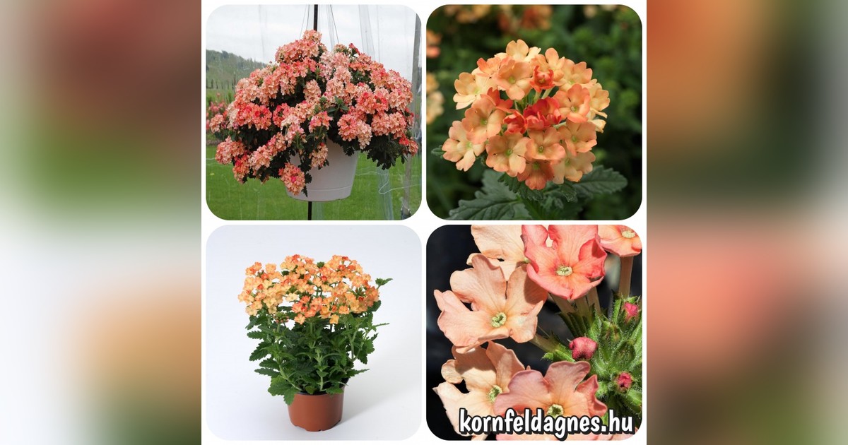 Törpe verbena hybrida 'apricot' magok eladók + AJÁNDÉK